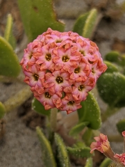 Abronia maritima × latifolia