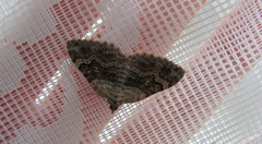 Xanthorhoe quadrifasiata