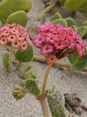 Abronia maritima × latifolia