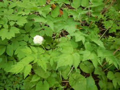 Actaea rubra