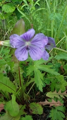 Geranium erianthum