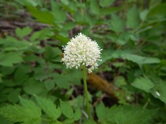 Actaea rubra