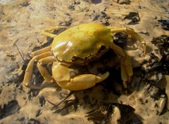 Sylviocarcinus devillei