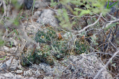 Coryphantha pseudonickelsiae