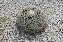 Mammillaria grusonii