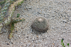 Mammillaria grusonii