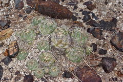 Coryphantha pseudonickelsiae