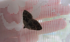 Xanthorhoe quadrifasiata