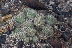 Coryphantha pseudonickelsiae