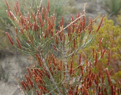 Allocasuarina pusilla