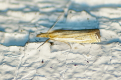 Crambus saltuellus
