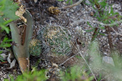 Coryphantha pseudonickelsiae