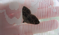 Xanthorhoe quadrifasiata