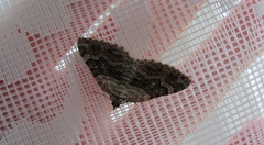 Xanthorhoe quadrifasiata