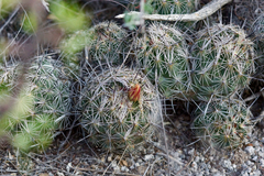 Coryphantha pseudonickelsiae