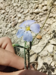 Linum squamulosum