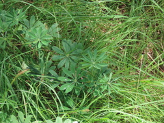 Lupinus perennis