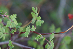 Condalia ericoides