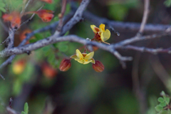 Condalia ericoides