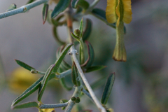 Acleisanthes angustifolia