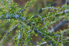 Condalia ericoides