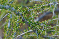 Condalia ericoides
