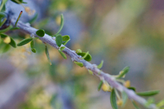 Condalia ericoides