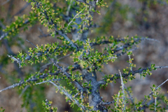 Condalia ericoides