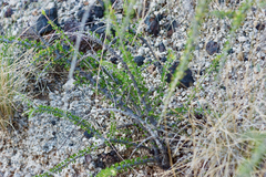 Condalia ericoides