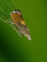 Dichrorampha bittana