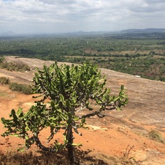 Euphorbia antiquorum