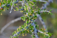 Condalia ericoides