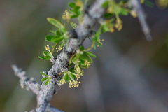 Condalia ericoides