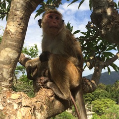 Macaca sinica