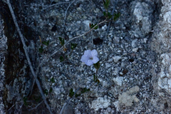 Acleisanthes