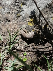 Sceloporus subniger