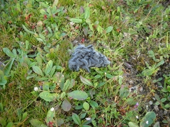 Thaumetopoea herculeana