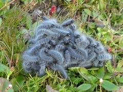 Thaumetopoea herculeana