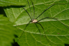 Leiobunum nigropalpi