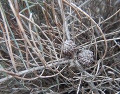 Allocasuarina pusilla