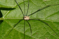 Leiobunum nigropalpi