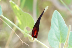 Aristolochia wrightii