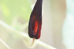 Aristolochia wrightii