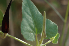 Aristolochia wrightii
