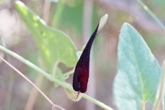 Aristolochia wrightii