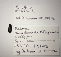 Tenebrio molitor