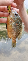 Lepomis peltastes