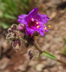 Mirabilis melanotricha