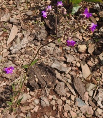 Mirabilis melanotricha