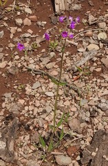 Mirabilis melanotricha